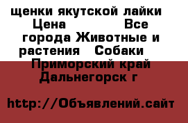 щенки якутской лайки › Цена ­ 15 000 - Все города Животные и растения » Собаки   . Приморский край,Дальнегорск г.